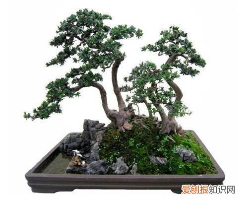 怎样制作盆景 制作盆景步骤