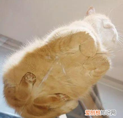 猫为什么能爬玻璃 猫为什么喜欢爬窗户