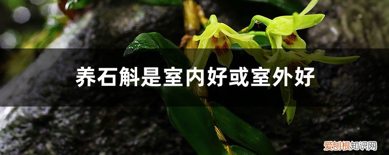 夏季养石斛 养石斛是室内好或室外好，秋冬季节怎么养护