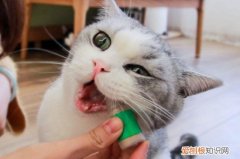 猫为什么会喜欢猫薄荷 猫喜欢猫薄荷的原因