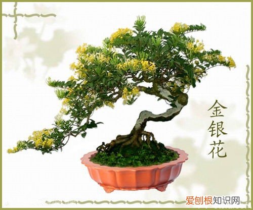 金银花盆景制作方法及图片大全，金银花盆栽造型图