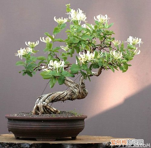 金银花盆景制作方法及图片大全，金银花盆栽造型图