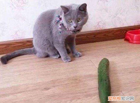 猫为什么挠黄瓜 受到了惊吓