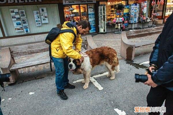圣伯纳犬价格 圣伯纳犬价格是多少