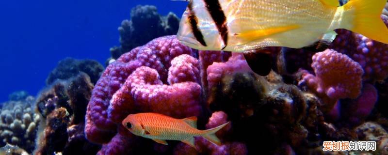 小鱼是大自然的歌手 小鱼是大自然的音乐家怎么写