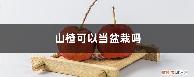 山楂盆栽用什么盆 山楂可以当盆栽吗，山楂盆栽怎么种植