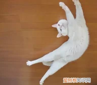 猫为什么可以拉长 猫为什么喜欢拉长身体睡觉