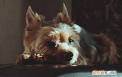 狗狗几个月容易得细小和犬瘟 多大的狗狗容易得细小和犬瘟