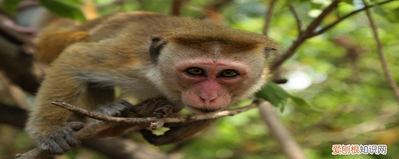猕猴的特点是什么 猕猴的特点