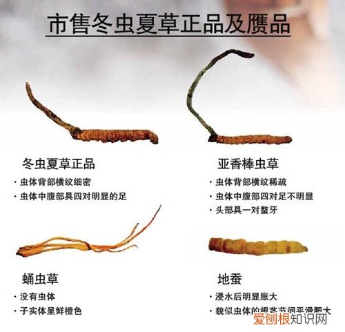 生活指南:亚香棒虫草和冬虫夏草的区别，亚香棒虫草和冬虫夏草区别图片