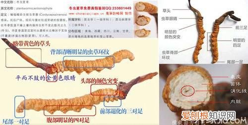 生活指南:亚香棒虫草和冬虫夏草的区别，亚香棒虫草和冬虫夏草区别图片