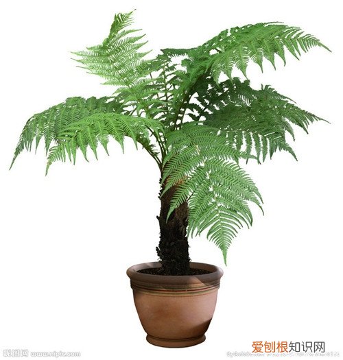 植物盆栽有哪些种类 植物盆栽类别详解