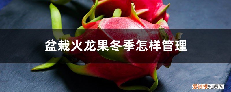 种植火龙果冬天怕冻吗? 盆栽火龙果冬季怎样管理，怕冻吗