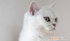 猫尿血是什么情况 猫血尿的原因是什么,引起猫血尿的原因是什么