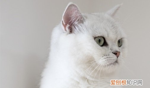 猫尿血是什么情况 猫血尿的原因是什么,引起猫血尿的原因是什么