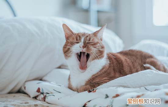 猫为什么打喷嚏流眼泪 猫吃喝正常就是打喷嚏流眼泪