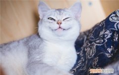 奶牛猫为什么那么粘人 奶牛猫为什么喜欢跟着人