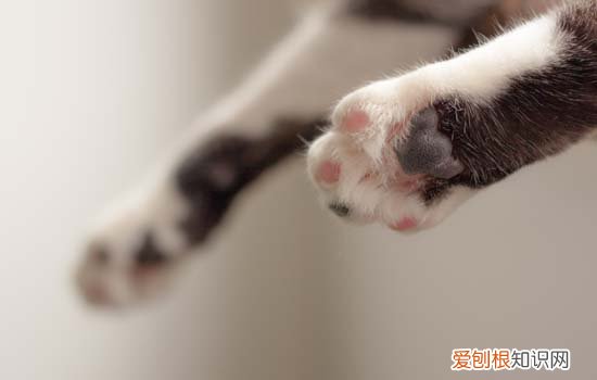 猫咪剪指甲特别抗拒 猫咪剪指甲反抗很激烈