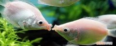 接吻鱼属于什么鱼 接吻鱼的特点
