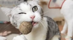 猫薄荷球有什么用 猫薄荷球的用处