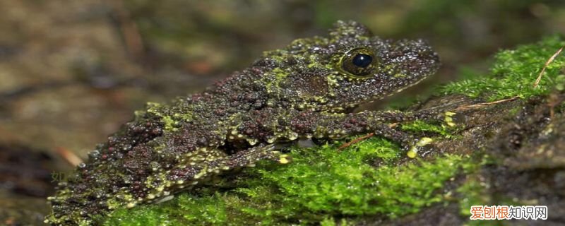 印支棱皮树蛙 越南棱皮树蛙的特点