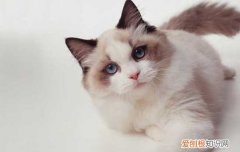 郭斯特的猫是什么品种 都是颜值担当！