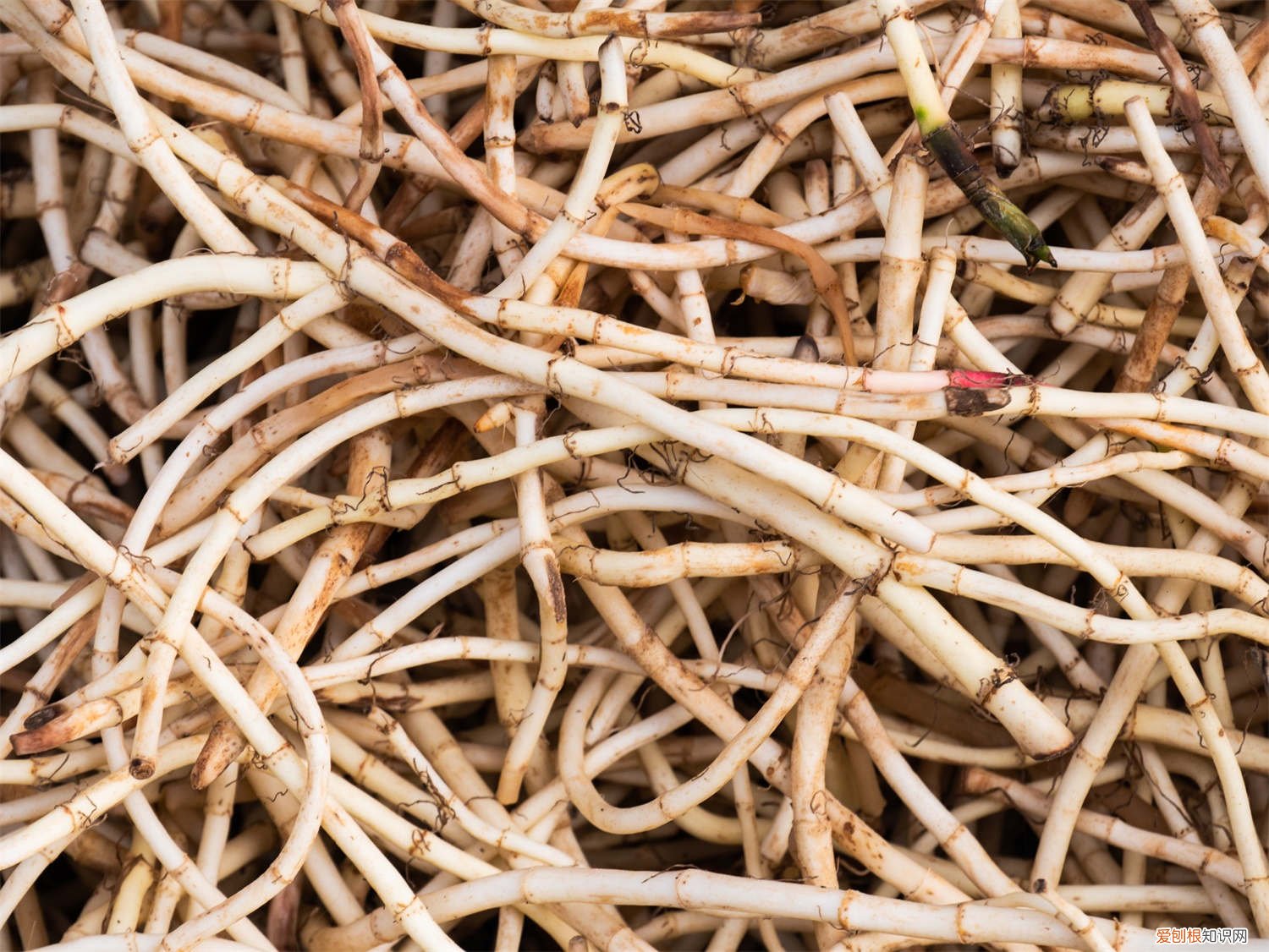 鱼腥草是否可以在北方种植 鱼腥草怎么分株种植，北方可以种吗