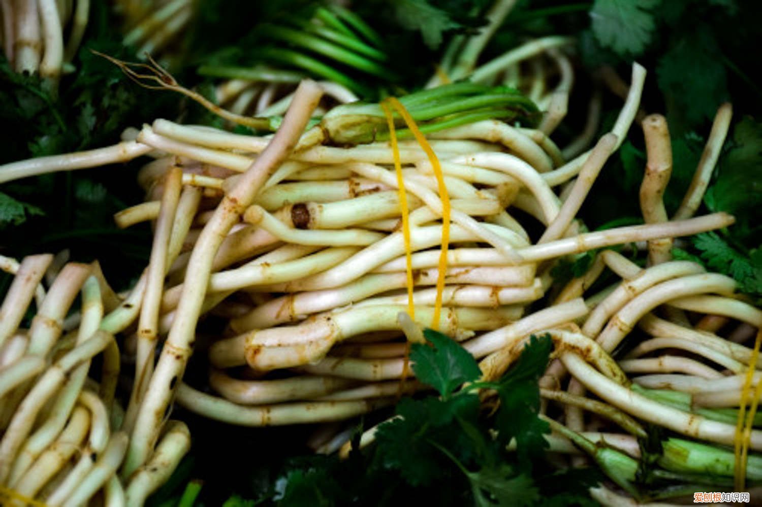 鱼腥草是否可以在北方种植 鱼腥草怎么分株种植，北方可以种吗