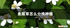 鱼腥草是否可以在北方种植 鱼腥草怎么分株种植，北方可以种吗