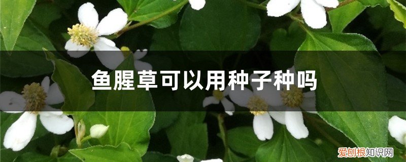 鱼腥草怎么播种 鱼腥草可以用种子种吗，种子怎么获得