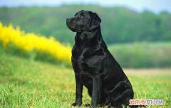 黑色拉布拉多犬价格 黑色拉布拉多犬的价格多少
