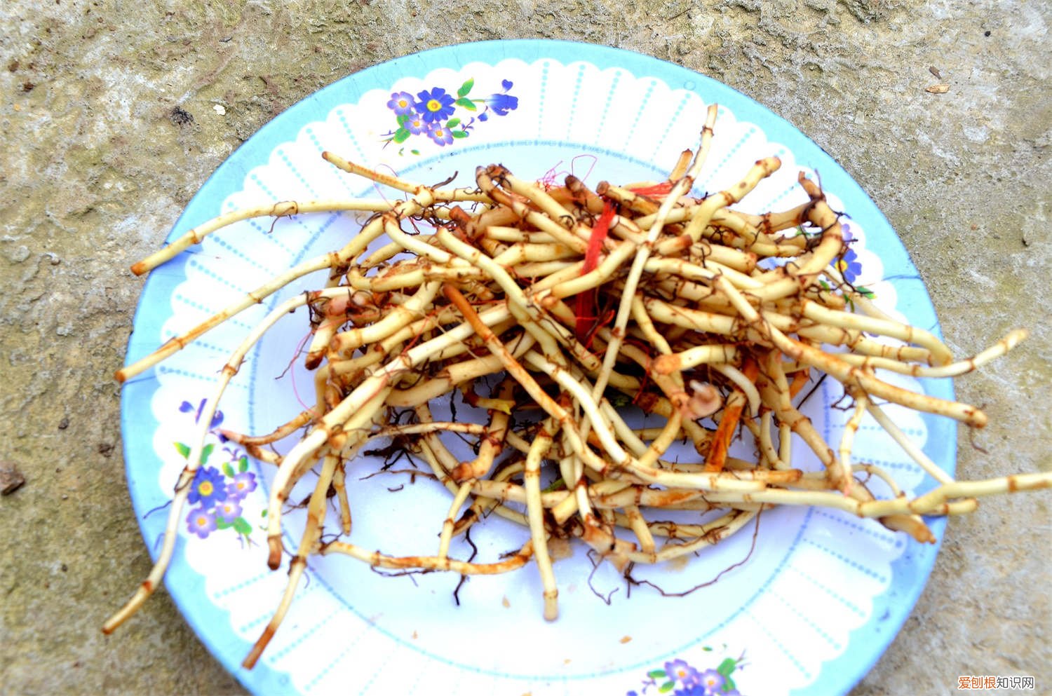 鱼腥草是什么季节都可以种植嘛 鱼腥草在什么季节种植，怎么种植