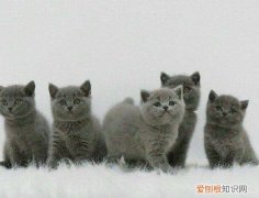 养两只猫有什么忌讳 养猫三只猫忌讳