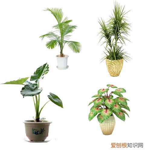 家里适合放什么植物 室内盆栽绿叶植物推荐