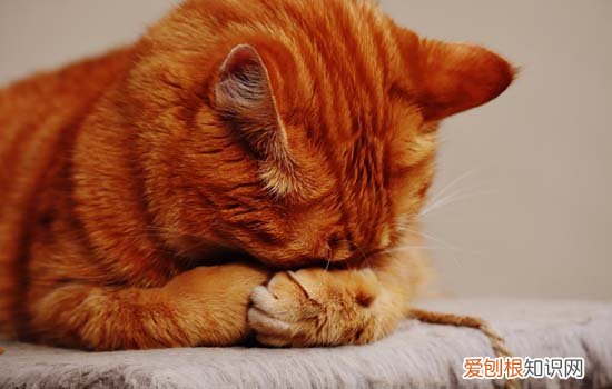 小猫咪冷的表现是什么? 猫咪冷的表现