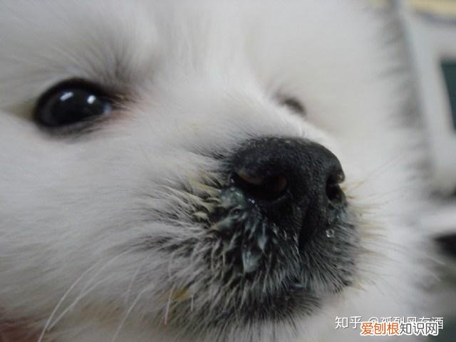 犬瘟热的诊断与防治毕业论文，爱宠小科普——犬瘟热的鉴别与预防