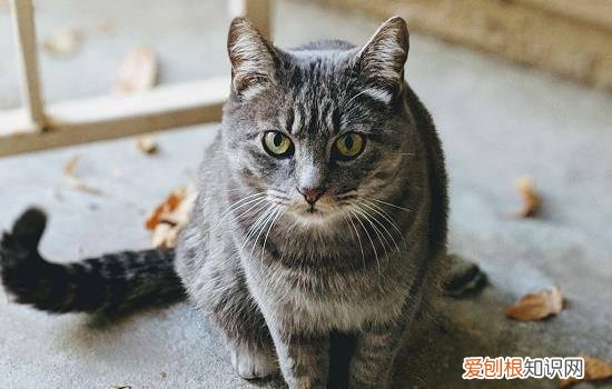 猫做绝育大概需要多少钱 猫为什么要绝育,猫绝育要多少钱