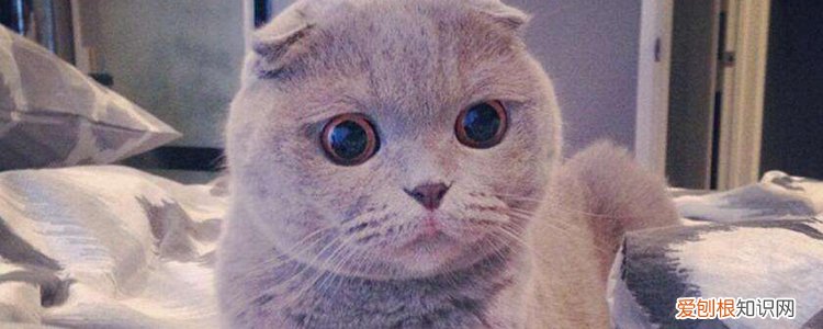 折耳猫寿命有多长 多大发病？