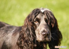 黑色可卡犬多少钱一只 黑色可卡犬多少钱