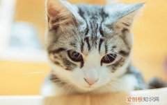 波斯猫的特点 猫中王子，你不爱它吗