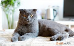 折耳猫有什么缺陷吗? 折耳猫有什么缺陷