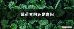 薄荷 喜阴喜阳 薄荷喜阴还是喜阳，薄荷为什么养得又软又细