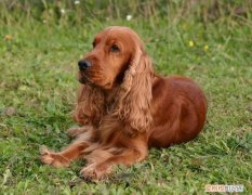 英国可卡犬价格 英国可卡犬的价格