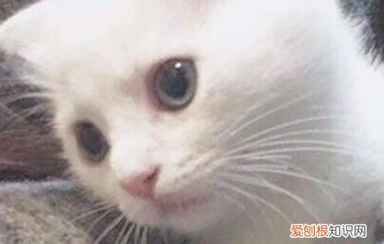 波斯猫怕冷吗 你需要注意这些