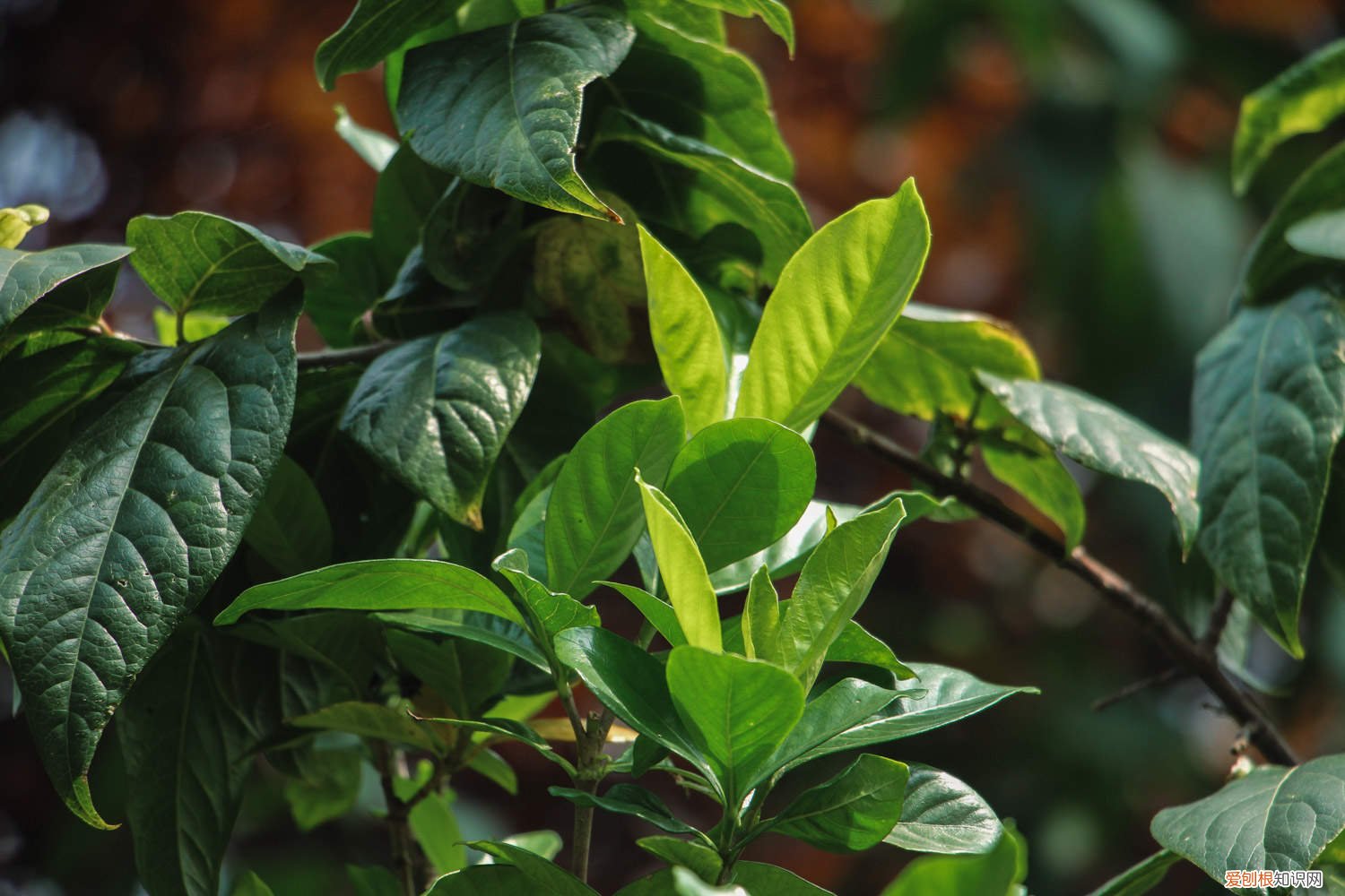 栀子花怎样浇水比较合适 栀子花刚种怎么浇水，怎么养护