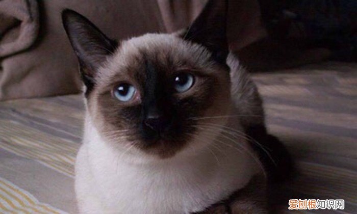 暹罗猫掉毛少吗 暹罗猫掉毛