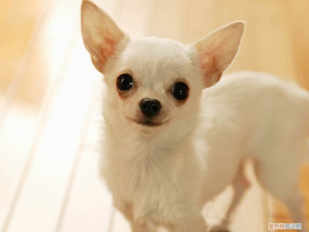 吉娃娃犬的价格 吉娃娃犬价格