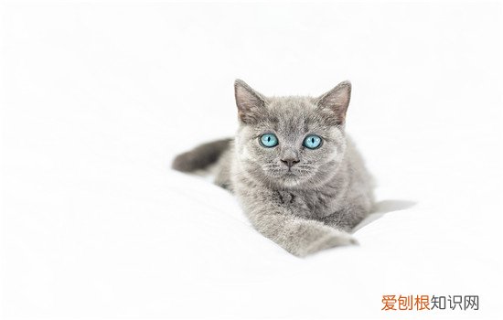 猫吃泡沫塑料怎么办 这些办法很有效