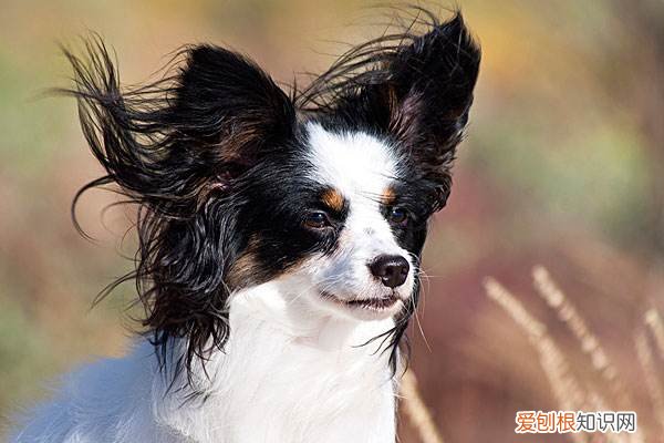 蝴蝶犬幼犬多少钱一只 蝴蝶犬多少钱一只幼仔