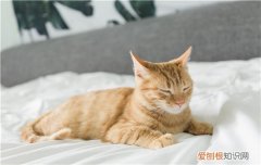 猫冷的时候会自己找暖和的地方吗 猫冷了会自己找暖和的地方吗